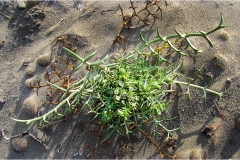 502-Le coste della Toscana -vegetazione-dunale-Echinophora-spinosa