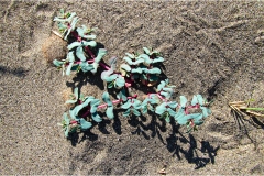 504-Le coste della Toscana -Vegetazione-dunale