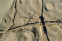 506-Le coste della Toscana -Vegetazione-dunale