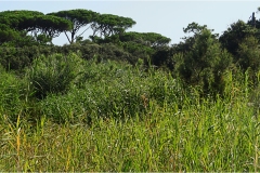 508-Le coste della Toscana -Vegetazione-dunale