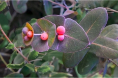 510-Le coste della Toscana -Vegetazione-dunale