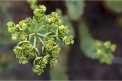 512-Le coste della Toscana -Vegetazione-dunale-Eufurbia