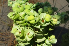 514-Le coste della Toscana -Vegetazione-dunale-Eufurbia