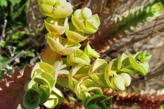 516-Le coste della Toscana -Vegetazione-dunale-Euforbia