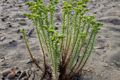 517-Le coste della Toscana  -Vegetazione-dunale-Euforbia