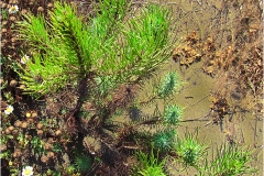 519-Le coste della Toscana -Vegetazione-dunale-Pino-pioniere