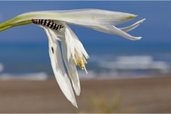 520-Le coste della Toscana -Vegetazione-Bruco-del-giglio-Brthys-Crini