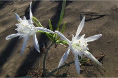 522-Le coste della Toscana -Vegetazione-dunale-Pancratium-maritimum