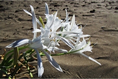 524-Le coste della Toscana -Vegetazione-dunale-Pancratium-maritimum