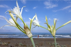 526-Le coste della Toscana -Vegetazione-dunale-Pancratium-maritimum