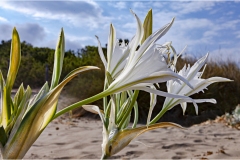 528-Le coste della Toscana -vegetazione-dunale-Pancratium-maritimum