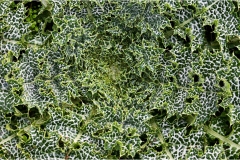 530-Le coste della Toscana -Vegetazione-dunale-Silybum-Marianum