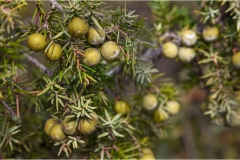 532-Le coste della Toscana -Vegetzione-dunale-Il-ginepro