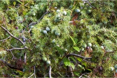 534-Le coste della Toscana -Vegetazione-dunale-Il-ginepro