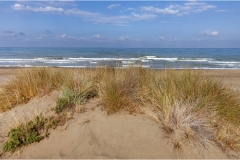 550-Le coste della Toscana -Vegetazione-dunale-le-dune
