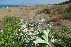 552-Le coste della Toscana -Vegetazione-dunale-le-dune