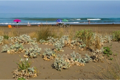 554-Le coste della Toscana -Vegetazione-dunale-Le-dune