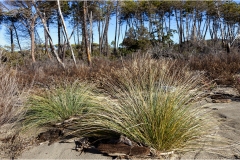 556-Le coste della Toscana -vegetazione-dunale-Le-dune
