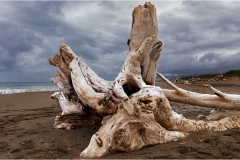 594-Le coste della Toscana -Cecina-Bibbona-Tronchi-sulla-spiaggia