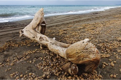 596-Le coste della Toscana -Cecina-Bibbona-Tronchi-sulla-spiaggia