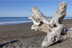 598-Le coste della Toscana -Cecina-Bibbona-Tronchi-sulla-spiaggia