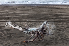 602-Le coste della Toscana -Cecina-Bibbona-Sulla-spiaggia