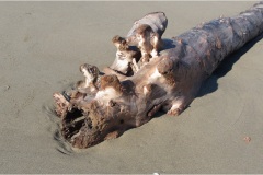 616-Le coste della Toscana -Spiaggia-Tronchi-sulla-spiaggia