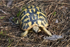 204 Le coste della toscana