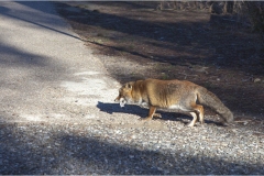 270- Le coste della Toscana- Una volpe domestica