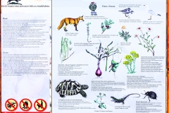 272-Le coste della Toscana - Informazioni