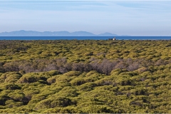 293-Le coste della Toscana-- Uccellina-La-pineta