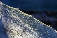 318-Le coste della Toscana-Agave