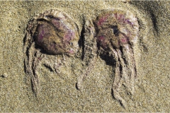 320-Le coste della Toscana-Cala-violina-2-Medusa