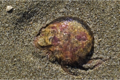 323-Le coste della Toscana-Cala-violina-Medusa