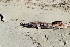 333-Le coste della Toscana-Cala-Violina-Coccodrillo