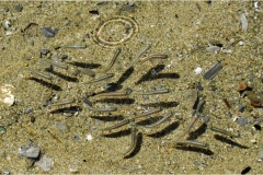 335-Le coste della Toscana-Cala-violina-pesciolini