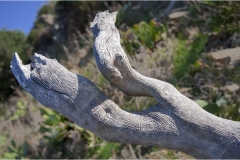 338-Le coste della Toscana-Tronco-sulla-spiaggia