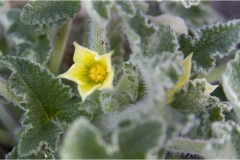 341-Le coste della Toscana-Ecbalium-elaterium