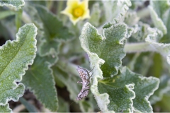 342-Le coste della Toscana-Ecbalium-con-cavalletta