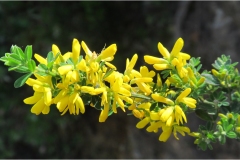 354-Le coste della Toscana-Populonia-Genista-Scopius