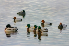 Le coste della toscana -Anatre-germani-Oasi-WWF