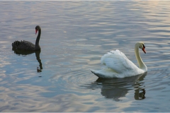 Le coste della toscana - Cigni-oasi-WWF