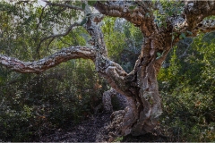 -Le coste della Toscana-Oasi-Burano-2