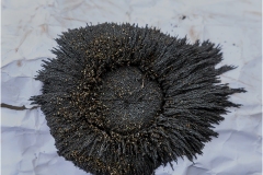 -Le coste della Toscana-Oasi-Burano-Sabbia-Magnetica2