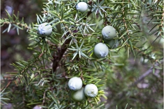 -Le coste della Toscana-Oasi-burano-Ginepro