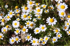 104.-- Isole della toscana -   Isola d'Elba - Camomilla