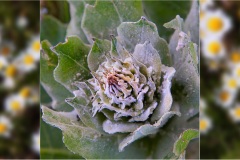 105.- Isole della toscana -   Isola d'Elba - Tasso-bardasso