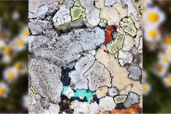 107.-- Isole della toscana -   Isola d'Elba - Licheni