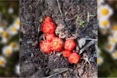 108.-- Isole della toscana -   Isola d'Elba - Ippocisto