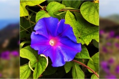 112.- Isole della toscana -   Isola d'Elba - Convolvolo